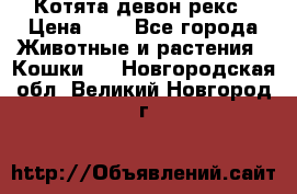 Котята девон рекс › Цена ­ 1 - Все города Животные и растения » Кошки   . Новгородская обл.,Великий Новгород г.